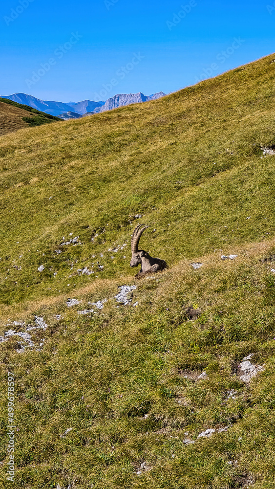 Mountain goat on an alpine meadow in the Hochschwab region in Styria, Austria. Alps in Europe. Wildlife and wilderness. Natural habitat of wild animals. Misty valley and soft hills. Concept freedom Mountain goat on an alpine meadow in the Hochschwab region in Styria, Austria. Alps in Europe. Wildlife and wilderness. Natural habitat of wild animals. Misty valley and soft hills. Concept freedom