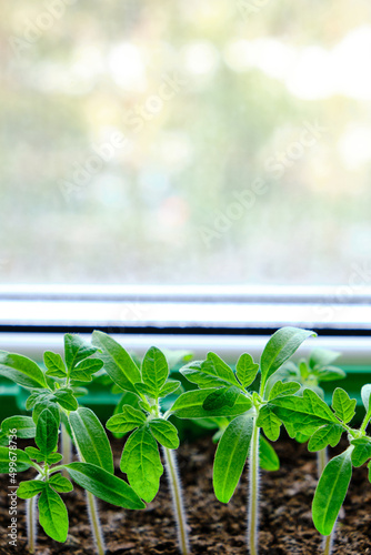 Sprouted seedlings  preparation for summer dacha season  growing vegetable plants.