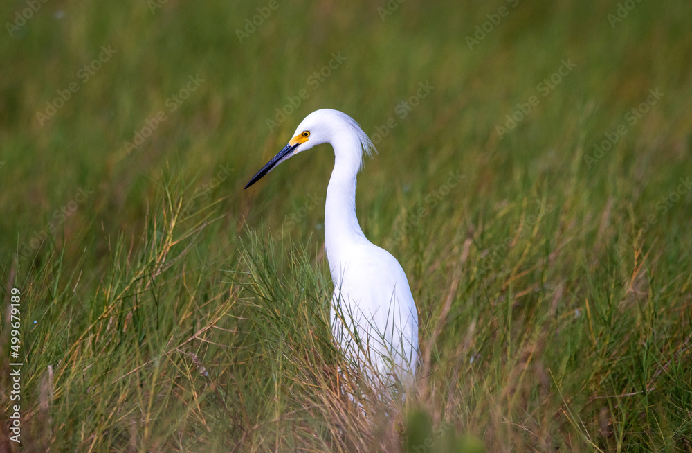 Fototapeta premium A snowy egret wading through a salt marsh.