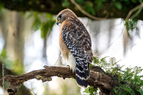 A red-shouldered hawk perched in a tree. photo