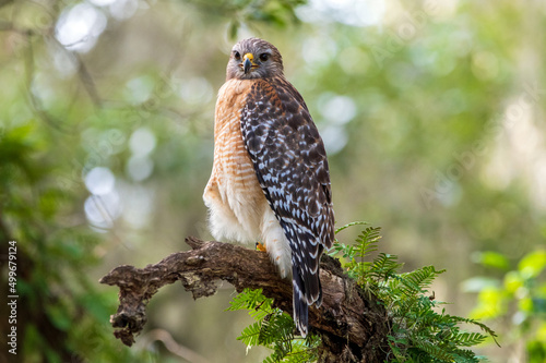 A red-shouldered hawk perched in a tree.
