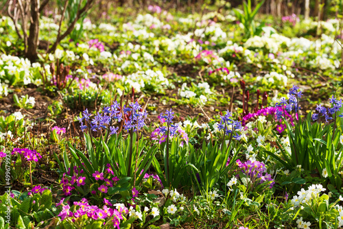 Fototapeta Naklejka Na Ścianę i Meble -  Flowering favorite hyacinths and primrose in the garden