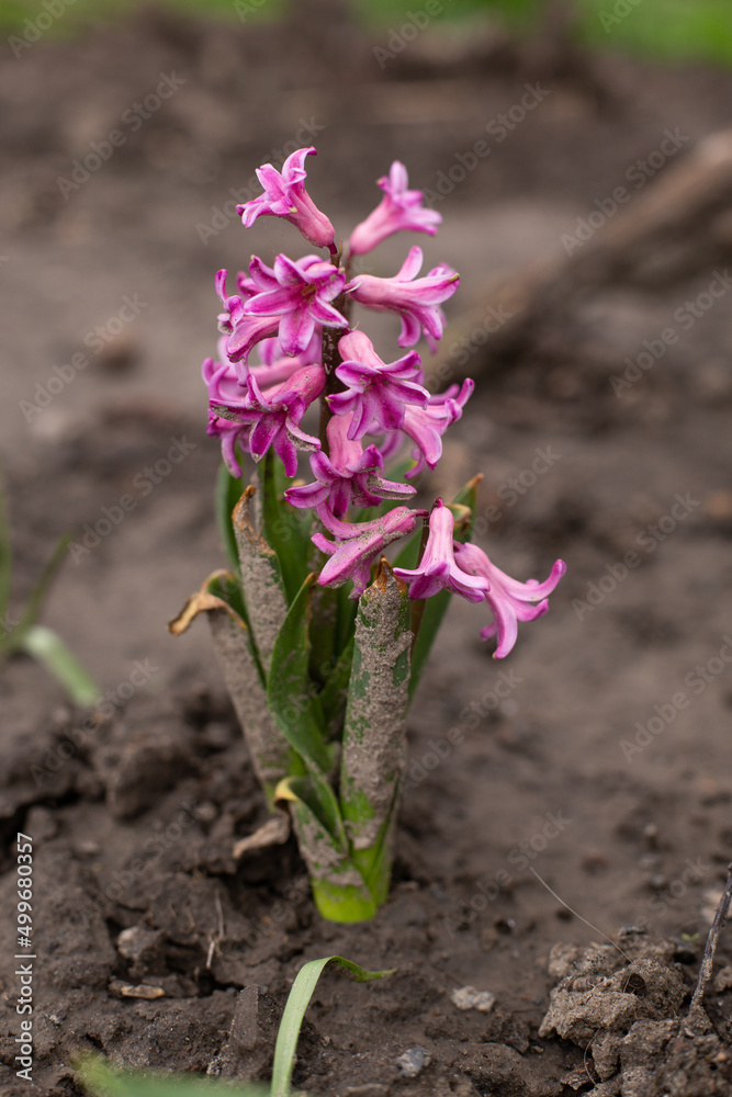 blooming purple hyacinth grows in the garden.