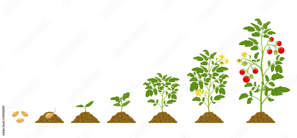 Growth cycle of tomatoes in the soil on white background. Stages of ...