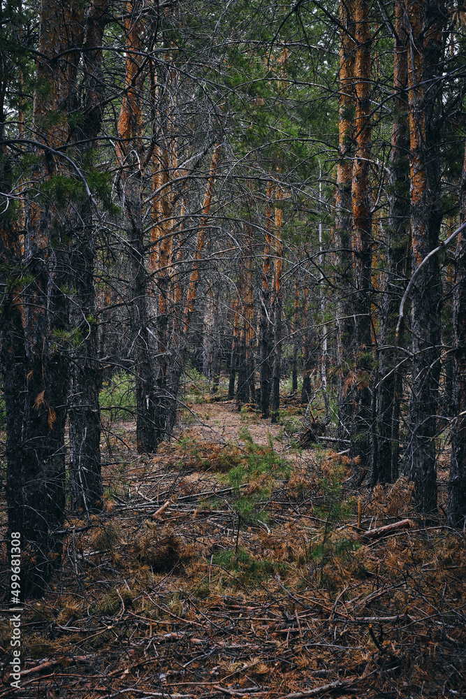 Autumn pine forest.Nature plants and trees. Autumn pine forest.Nature plants and trees.