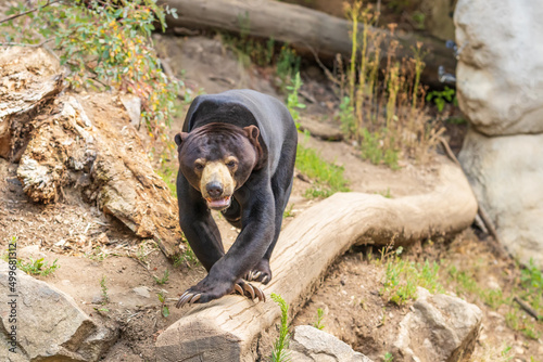 Helarctos malayanus bear - The Malaysian bear has an open mouth and teeth and tongue are visible. photo