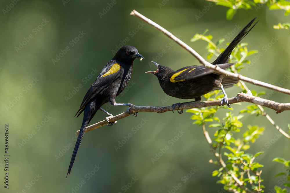 The black winged yellow mother bird feeding her baby perched on a tree. Specie Icterus pyrrhopterus also know Encontro. Birdwatching. Animal World. Bird lover. Black bird.