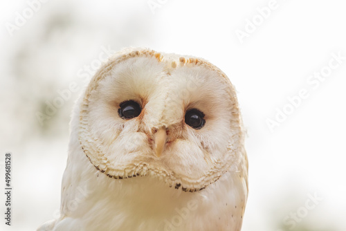 Barn Owl - These albums - head portrait. Delicate white feathers on the head.