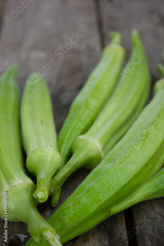 FRESH OKRA, Abelmoschus esculentus RECENTLY HARVESTED FROM AN ORGANIC GARDEN, ON A RUSTIC WOODEN TABLE WITH NATURAL LIGHTING