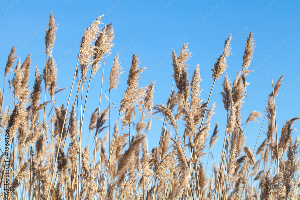 Fototapeta premium Dry fluffy coastal reed is under blue sky on a sunny winter day