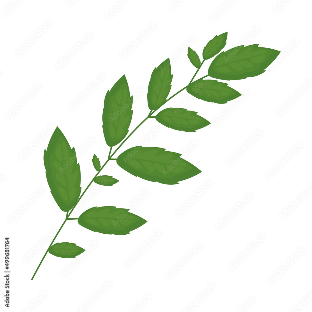 Fototapeta premium green leaves branch