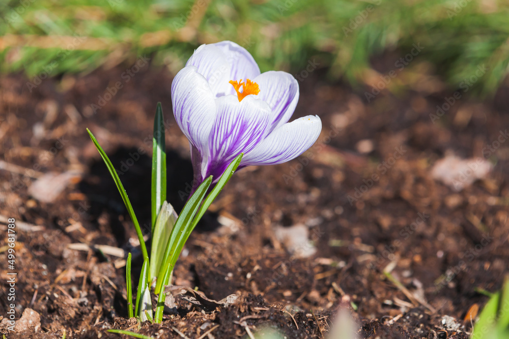 Obraz premium Colorful crocus flower grows on a spring meadow