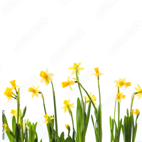 Yellow narcissus flowers isolated on white,