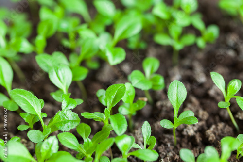 Small green plant seedlings grow in dark soil, close up