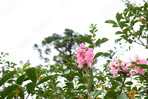 pink and white flowers