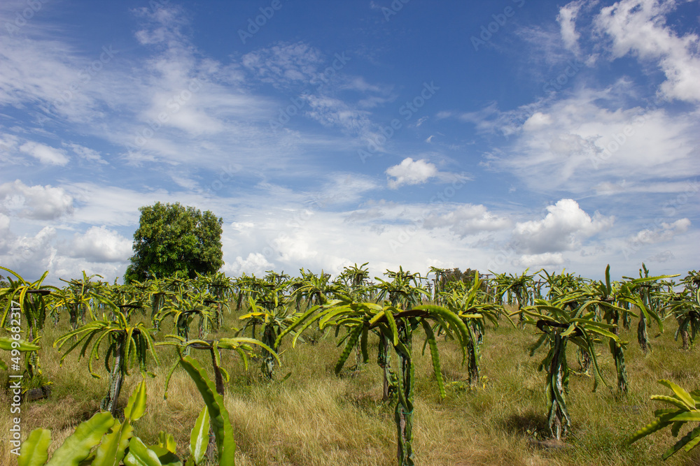 Obraz premium PLANTATION OF DRAGON FRUIT PLANTS, ORGANIC, TROPICAL IN FAMILY PRODUCTION FARM FOR EXPORT