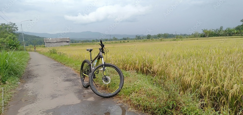 Fototapeta premium cyclist in the rice field