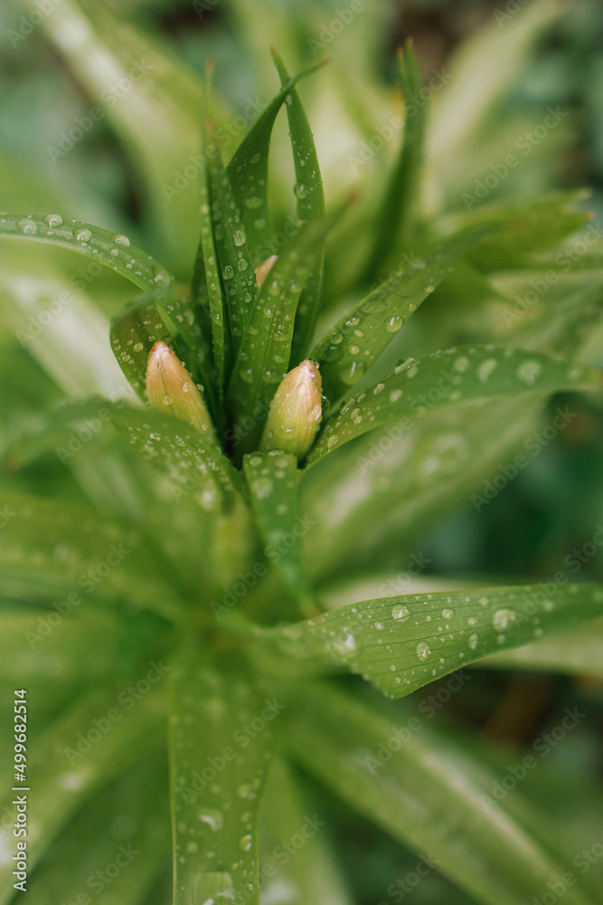 lily in the rain lily in the rain