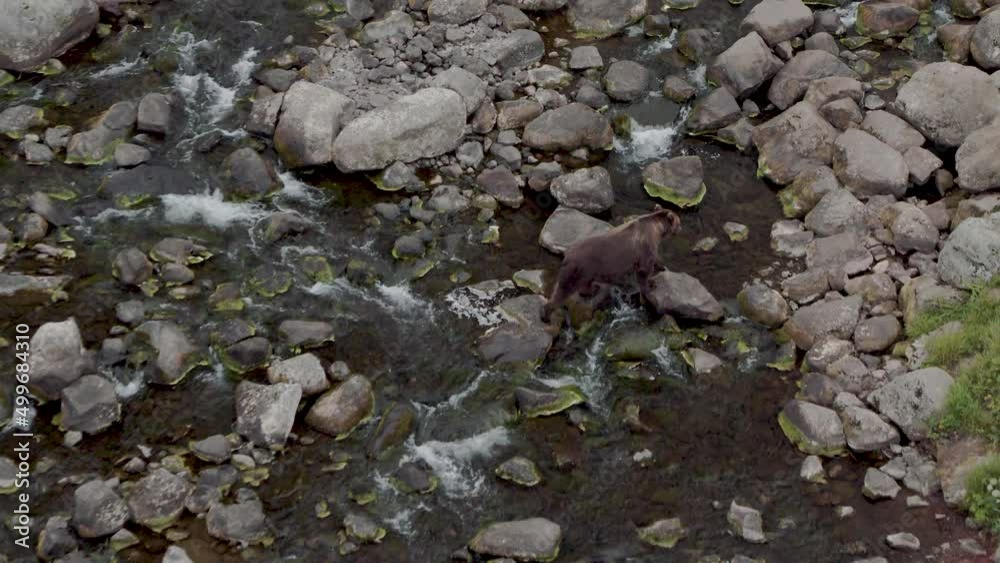Kamchatka Brown Bear Walks Along The River On The Grass In Search Of Food Kamchatka Brown Bear Walks Along The River On The Grass In Search Of Food
