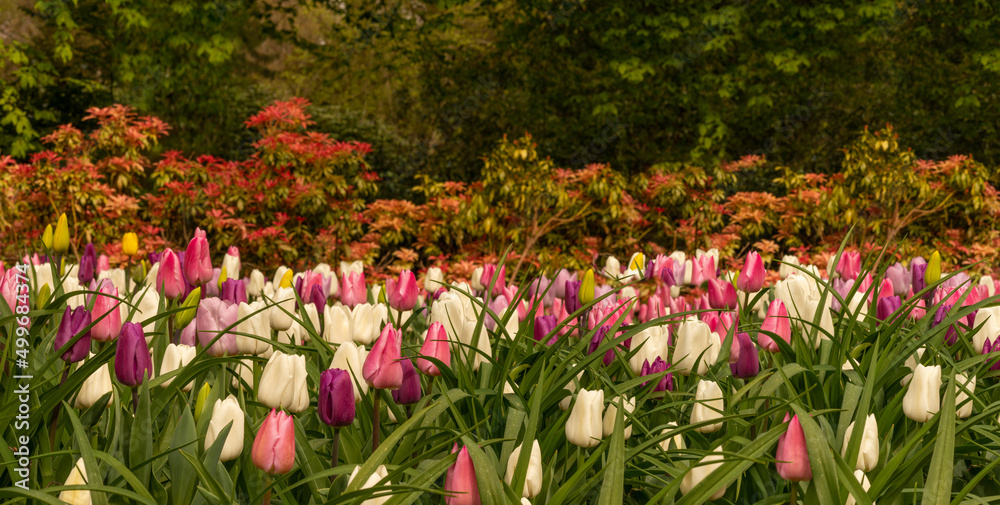 Blooming tulips in the park