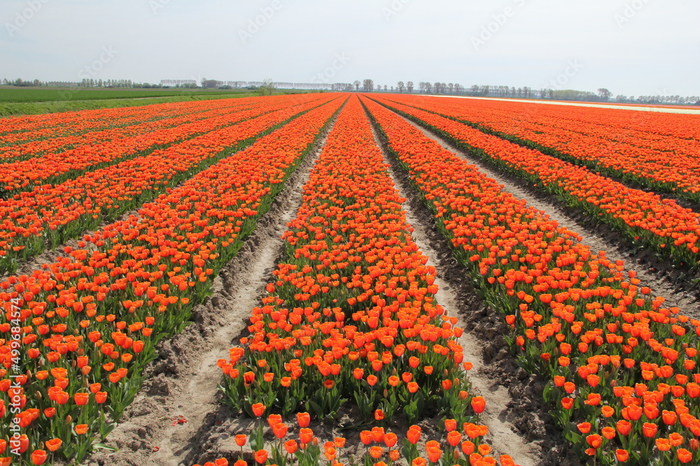 a bulb field with long symmetric rows of bright orange tulips in the dutch countryside in springtime