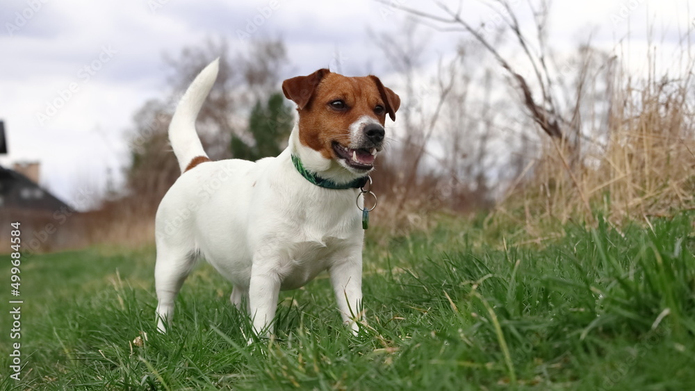 Pies na spacerze na zielonej trawce. The dog goes for a walk on the green grass. Jack Russell Terrier. Pies na spacerze na zielonej trawce. The dog goes for a walk on the green grass. Jack Russell Terrier.