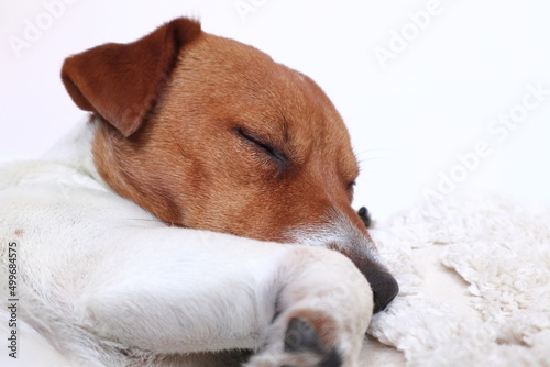 Śpiący pies z brązową główką na białych poduszkach. Sleepy dog ​​with a brown head on white pillows. Jack Russell Terrier.