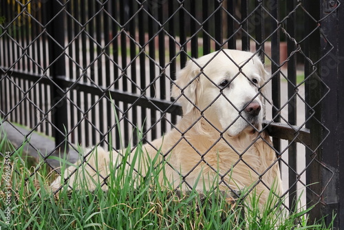 Pies Golden Retriever leżący na trawie za ogrodzeniem. A Golden Retriever dog lying in the grass behind a fence.