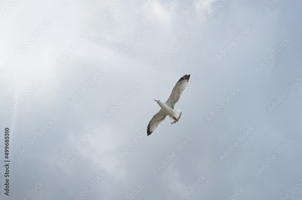 A seagull in a cloudy sky flies towards the sun. A bird in flight with outstretched wings. A seagull in a cloudy sky flies towards the sun. A bird in flight with outstretched wings.