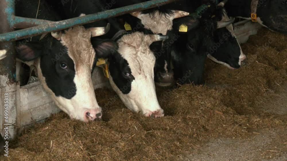 Dairy cows in a feedlot called “compost barn”. The system aims to improve the comfort and well-being of the animals and to increase the productivity levels of the herd. Inside the farm with cows. Dairy cows in a feedlot called “compost barn”. The system aims to improve the comfort and well-being of the animals and to increase the productivity levels of the herd. Inside the farm with cows.