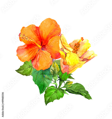 Yellow hibiscus flower. Watercolor hand painted illustration