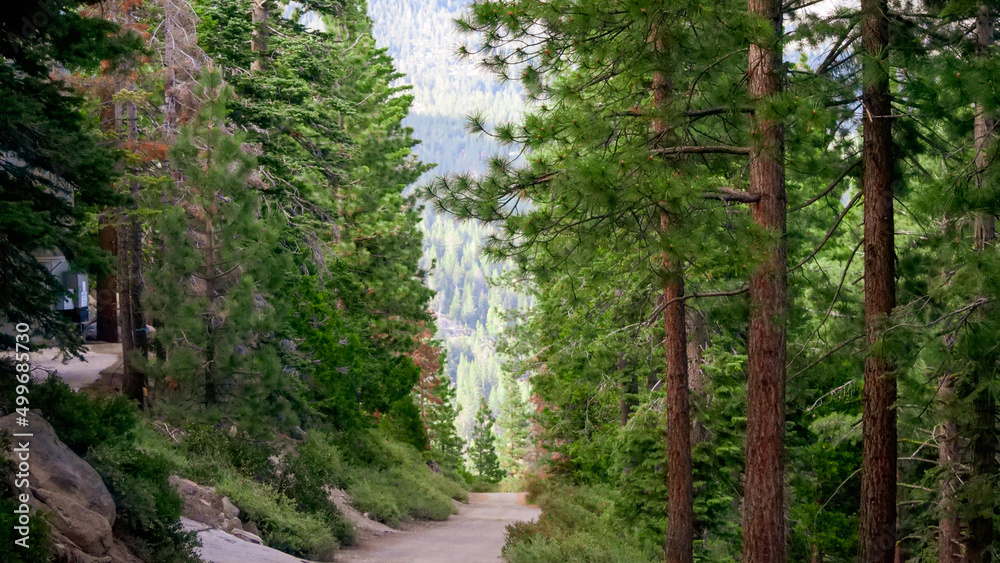 Obraz premium path in the forest