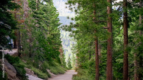 path in the forest