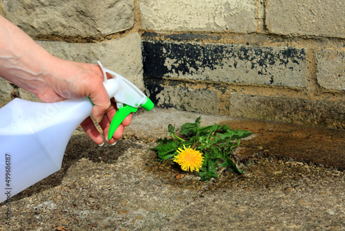 A spray bottle full of weed killer being used to eliminate a dandelion weed from a garden courtyard.