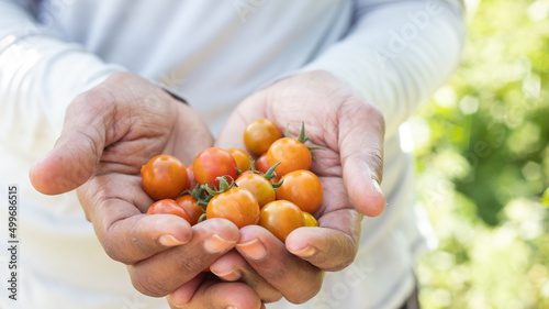 HANDS OF A BLACK WOMAN PICKING CHERRY TOMATOES IN HER VEGETABLES AND HERBS GARDEN IN LATIN AMERICA, WITH SPACE FOR TEXT, NO FACE