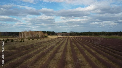 Lot nad krzakami porzeczek. photo