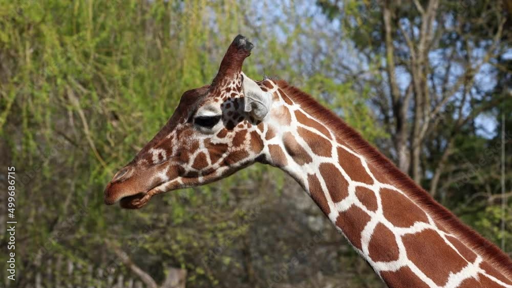 Giraffe, Giraffa camelopardalis is an African even-toed ungulate mammal, the tallest living terrestrial animal and the largest ruminant. Giraffe, Giraffa camelopardalis is an African even-toed ungulate mammal, the tallest living terrestrial animal and the largest ruminant.