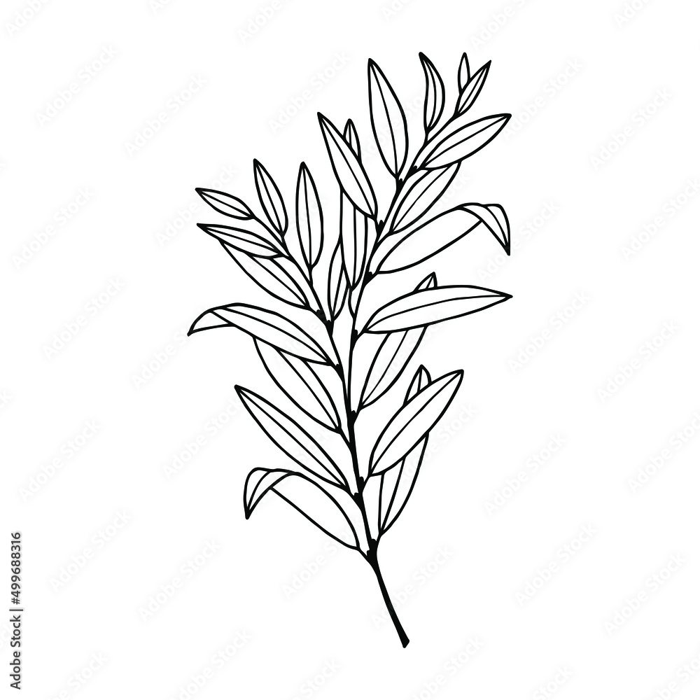 Naklejka premium Willow tree branch with leaves. Vector stock illustration eps10. Isolate on white background, outline, hand drawing.