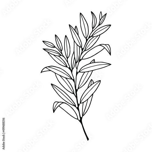 Willow tree branch with leaves. Vector stock illustration eps10. Isolate on white background  outline  hand drawing.