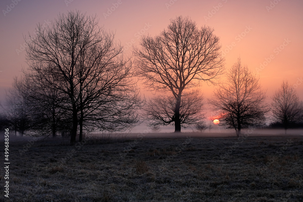 Wiosenne mgły na łąkach