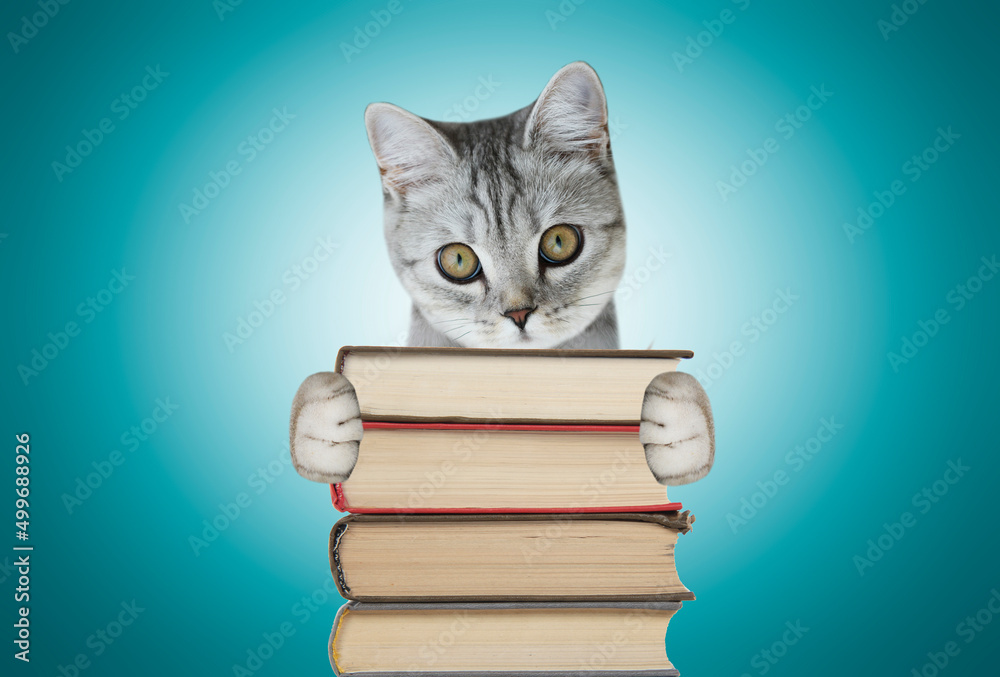 Scottish cat holding books on blue background Scottish cat holding books on blue background