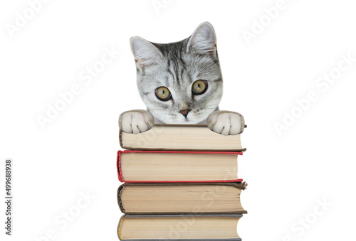 Scottish cat holding books on white background