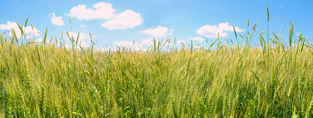 Obraz premium natural background with growing rye. Green-yellow wheat field and blue sky with clouds. harvest season. banner
