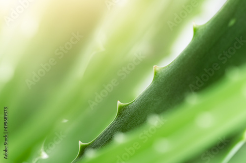 macro leaves of aloe vera, natural background photo