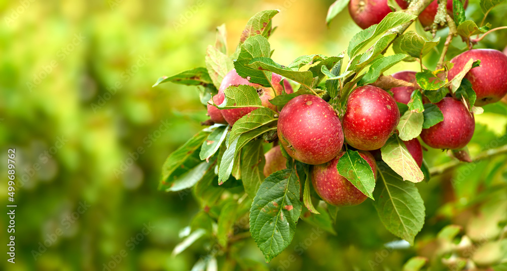 Red, ripe and ready. An apple per day keeps the doctor away. Red, ripe and ready. An apple per day keeps the doctor away.