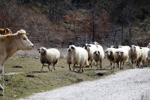 ganado trashumante por cañada