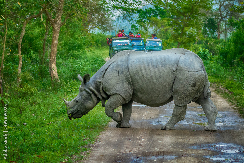 Fototapeta premium Indian One horned Rhinoceros crossing the road