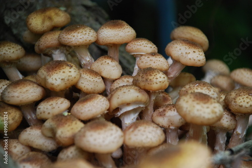 Siberian mushrooms grew up in a large colony. A whole family of light brown mushrooms of various sizes has grown in a large heap on the trunk of an old stem of girlish grapes.