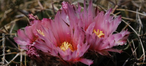 Echinocactus texensis horse crippler cactus with pink flower bloom closeup in Texas spring landscape. photo