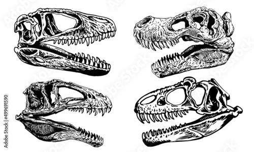 Graphical set of skulls of tyrannosaurus isolated on white background,paleontological elements 